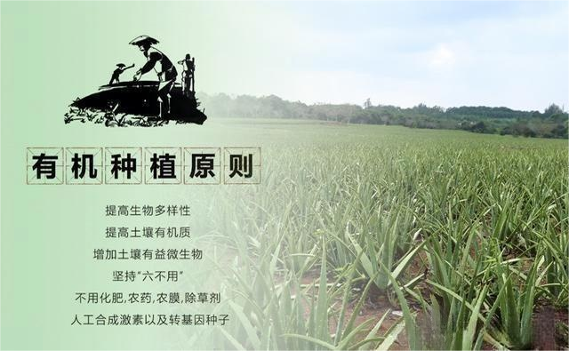 有机-芦荟-种植-原则.png