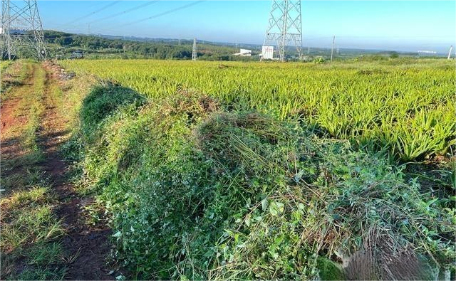 芦荟-种植-基地-手工-除草.png