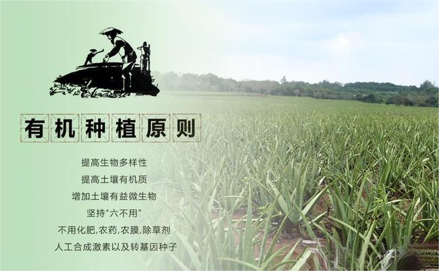 有机-芦荟-种植-基地.png